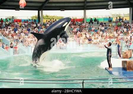 Ein Killerwal, der während einer Performance im Miami Seaquarium in den 1980er Jahren, Florida, USA, aus dem Wasser springt Stockfoto