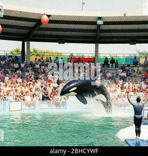 Ein Killerwal, der während einer Performance im Miami Seaquarium in den 1980er Jahren, Florida, USA, aus dem Wasser springt Stockfoto