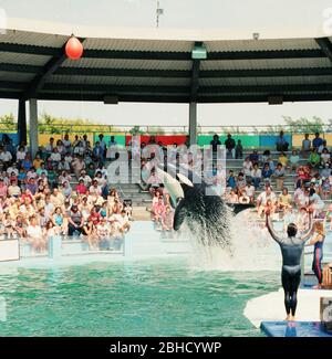 Ein Killerwal, der während einer Performance im Miami Seaquarium in den 1980er Jahren, Florida, USA, aus dem Wasser springt Stockfoto