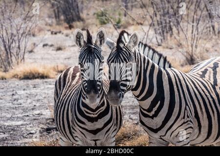 Zwei niedliche Burchells Plains Zebra in der Trockensavannah des Etosha National Park in Namibia, Afrika Stockfoto