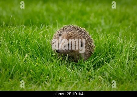 Igel, (Wissenschaftlicher Name: Erinaceus Europaeus) Wilder, einheimischer, europäischer Igel auf grünem Grasrasen. Nach vorne zeigen. Querformat, Platz für Kopie Stockfoto