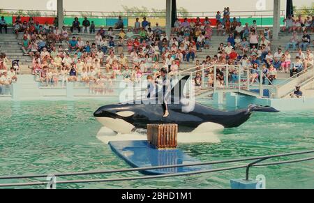 Ein Trainer fährt auf einem versenkten Killerwal während einer Vorstellung im Miami Seaquarium in den 1980er Jahren, Florida, USA Stockfoto