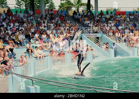 Ein Trainer fährt auf einem Killerwal während einer Vorstellung im Miami Seaquarium in den 1980er Jahren, Florida, USA Stockfoto