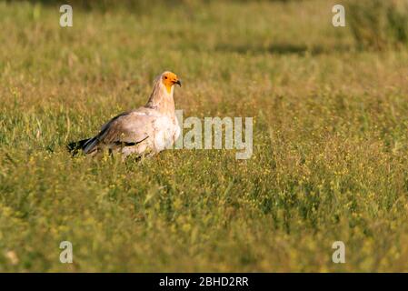 Erwachsener von ägyptischem Geier, Schnitzelfresser, Neophron percnopterus Stockfoto