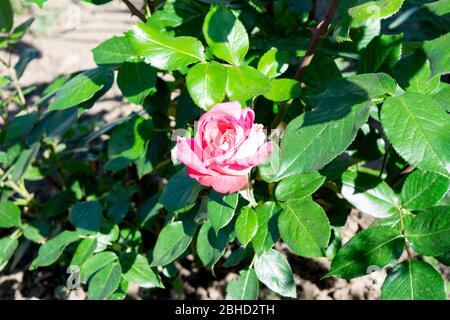 Rosa Rosenblüte im Garten im Frühling, helles Sonnenlicht Stockfoto