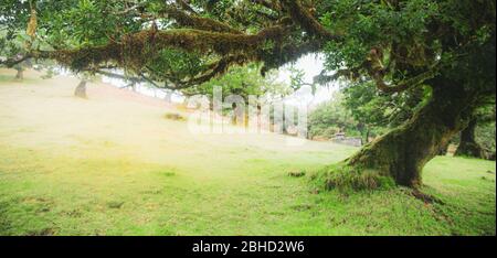 Magische endemische Lorbeerbäume im Wald von Fanal laurisilva auf Madeira, Weltkulturerbe in Portugal. Schöne grüne Sommer Wälder mit dichtem Nebel Stockfoto