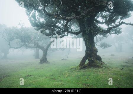 Magische endemische Lorbeerbäume im Wald von Fanal laurisilva auf Madeira, Weltkulturerbe in Portugal. Schöne grüne Sommer Wälder mit dichtem Nebel Stockfoto