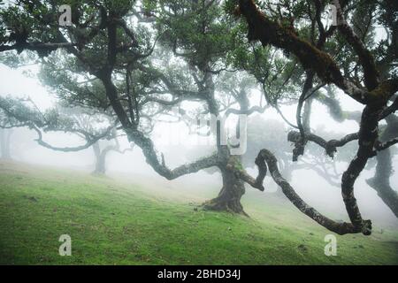 Magische endemische Lorbeerbäume im Wald von Fanal laurisilva auf Madeira, Weltkulturerbe in Portugal. Schöne grüne Sommer Wälder mit dichtem Nebel Stockfoto