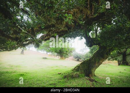 Magische endemische Lorbeerbäume im Wald von Fanal laurisilva auf Madeira, Weltkulturerbe in Portugal. Schöne grüne Sommer Wälder mit dichtem Nebel Stockfoto