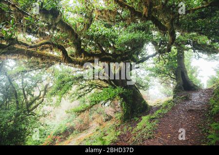 Magische endemische Lorbeerbäume im Wald von Fanal laurisilva auf Madeira, Weltkulturerbe in Portugal. Schöne grüne Sommer Wälder mit dichtem Nebel Stockfoto