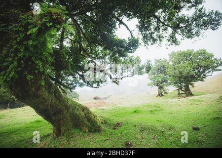 Magische endemische Lorbeerbäume im Wald von Fanal laurisilva auf Madeira, Weltkulturerbe in Portugal. Schöne grüne Sommer Wälder mit dichtem Nebel Stockfoto