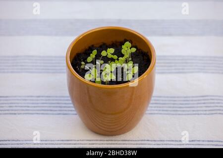 Keimung von Kräutern in Blumentopf auf dem Tisch. Gartenarbeit. Kräutergarten zu Hause. Kräuter wachsen in der Küche. Gesunde Lebensweise. Stockfoto