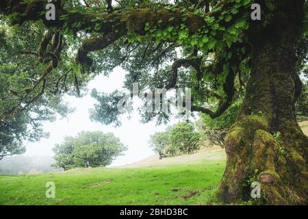 Magische endemische Lorbeerbäume im Wald von Fanal laurisilva auf Madeira, Weltkulturerbe in Portugal. Schöne grüne Sommer Wälder mit dichtem Nebel Stockfoto