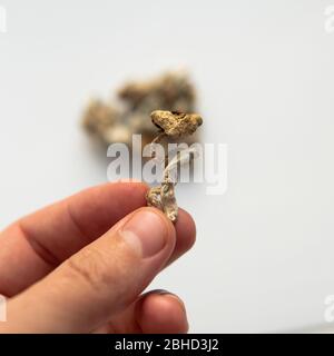 Stämme von Psilocybin Pilze Nahaufnahme Stockfoto