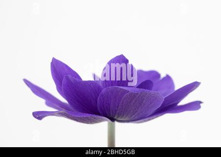 Zarte Blütenblätter einer blauen Anemone coronaria De Caen 'Mr Fokker' Blume vor einem weißen Hintergrund Stockfoto