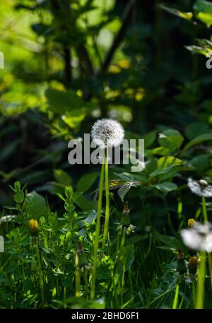 Löwenzahn-Samenkopf manchmal auch als Löwenzahn-Uhr - Taraxacum wächst wild in Brighton Sussex Stockfoto