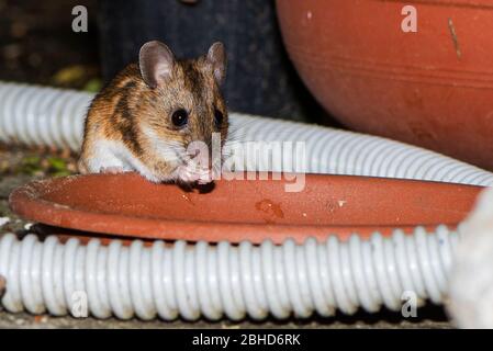 Apodema Sylvaticus, europäische Waldmaus, Stockfoto