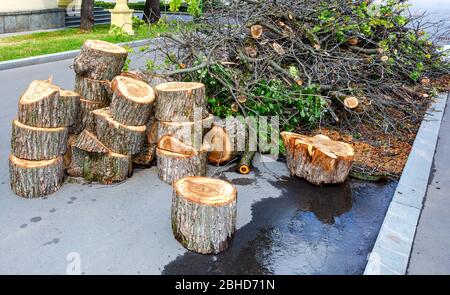 Frisch gesägte Baumstämme und Äste auf der Asphaltstraße im Sommer. Viele Teile des gesägten Baumstammes. Ökologisches Problem Stockfoto