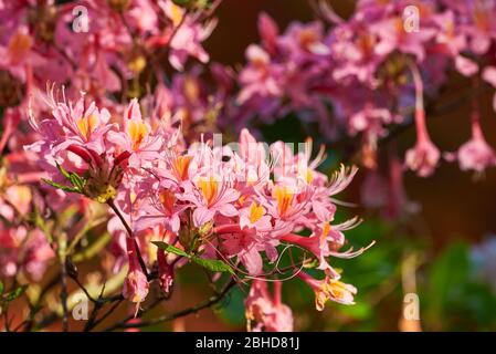 Rhodendron Flower Closeup, Familie Ericaceae Stockfoto