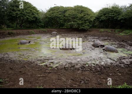 Galápagos Schildkröte Baden in einem Pool im El Chato Reserve auf Santa Cruz auf den Galapagos Inseln. Galapagos-Riesenschildkröte beim Bad n einem Tüm Stockfoto