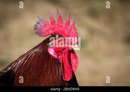 Dorking Hahn, alte englische Hühnerrasse Stockfoto