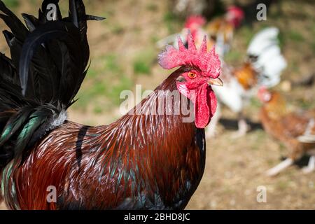 Dorking Hahn, alte englische Hühnerrasse Stockfoto