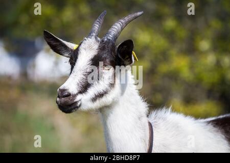 Pfauenziege (Capra aegagras hircus), eine alte Ziegenrasse aus den Alpen (Österreich, Schweiz) Stockfoto