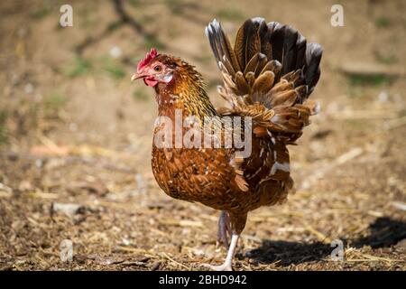 Stoapiperl/ Stoahendl (Gallus gallus domesticus), Hühnerhenne Stockfoto