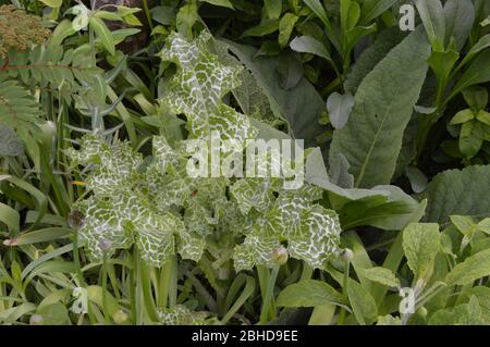 Milk Thistle, Silybum marianum in a Scottish Town Garden, St Andrews, Fife Stockfoto