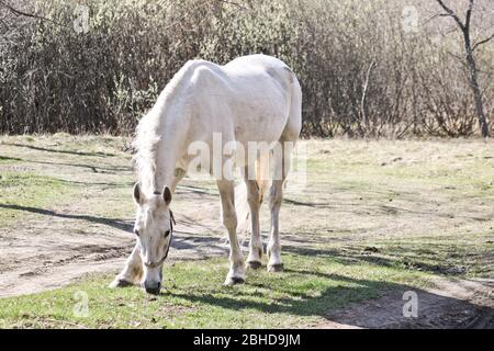 Weißes altes Nag Pferd grasiert im frühen Frühling im Freien Stockfoto