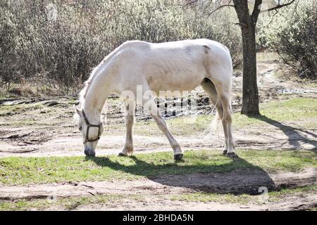 Weißes altes Nag Pferd grasiert im frühen Frühling im Freien Stockfoto