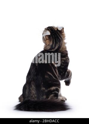 Liebenswert schwarz tabby Blotched American Curl Katze Kätzchen, sitzt rückwärts. Mit Ohren nach oben schauen. Isoliert auf weißem Hintergrund. Stockfoto