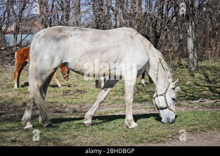 Weißes altes Nag Pferd grasiert im frühen Frühling im Freien Stockfoto