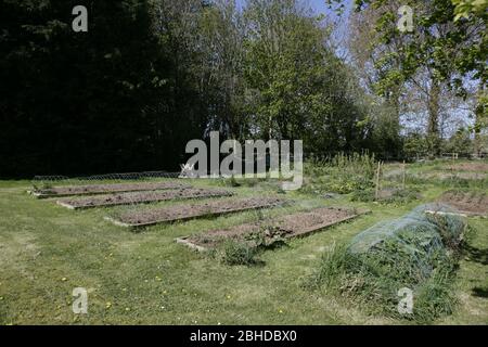 Gemüse wächst in Kleingarten im englischen Landgarten im Frühjahr Stockfoto