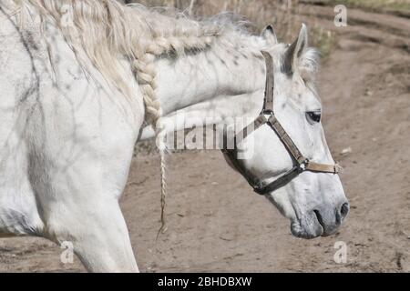 Weißes altes Nag Pferd grasiert im frühen Frühling im Freien. Nahaufnahme Stockfoto