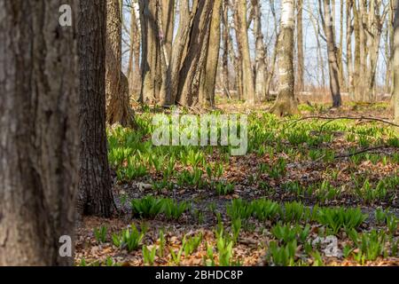 Wilde Rampen - Bärlauch ( Allium tricoccum), allgemein bekannt als Rampe, Rampen, Frühlingszwiebeln, Wildleek, Holzleek. Nordamerikanische Art von wildem Onio Stockfoto