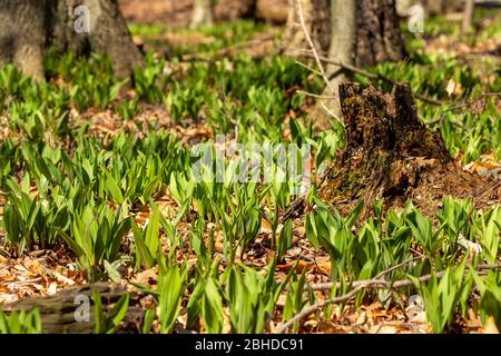 Wilde Rampen - Bärlauch ( Allium tricoccum), allgemein bekannt als Rampe, Rampen, Frühlingszwiebeln, Wildleek, Holzleek. Nordamerikanische Art von wildem Onio Stockfoto