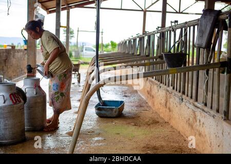 Der lokale thailändische Arbeiter schließt Milchbehälter in der lokalen Kuhmilchfarm in Rachaburi, Thailand 27. Juli 2017 Stockfoto