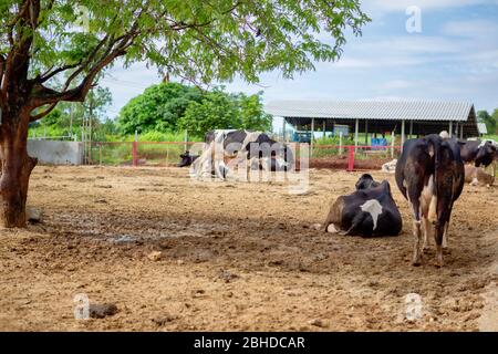 Die Milchkühe in der lokalen Thai Farm mit schmutzigen Kuh-Dunk Stockfoto