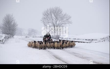 Bauer bringt Schafe auf der A684 zwischen Hawes und Bainbridge in den Yorkshire Dales, um aus dem schlechten Wetter in eine Scheune zu stecken. Stockfoto