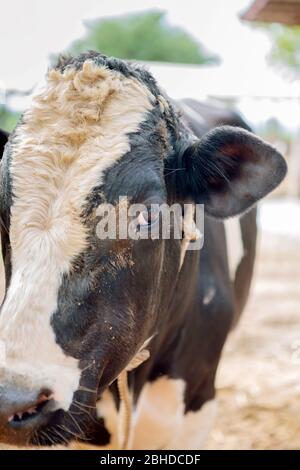 Die Milchkühe in der lokalen Thai Farm mit schmutzigen Kuh-Dunk Stockfoto