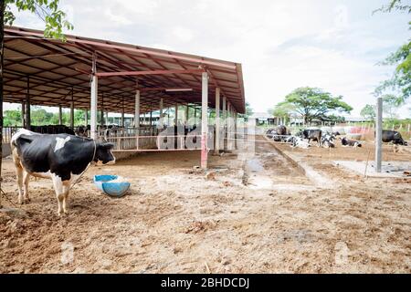 Die Milchkühe in der lokalen Thai Farm mit schmutzigen Kuh-Dunk Stockfoto