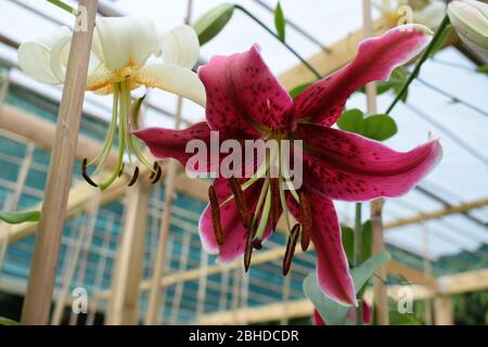 Lilium, Fräulein Feya Stockfoto