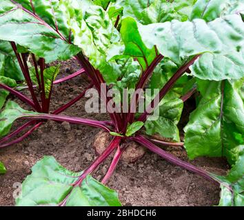 Rüben im Gemüsegarten Nahaufnahme. Biologische Rote Bete, die in der Landwirtschaft wachsen. Stockfoto