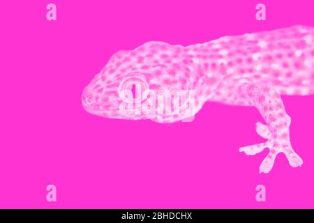 Fotomanipulationen von rosa Tokay Gecko (Gekko Gecko) auf rosa Hintergrund mit Kopierraum. Geckoauge ist im Fokus der Kamera Stockfoto