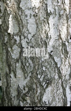 Nahaufnahme von Rindenmustern auf altem Baumstamm der Silberbirke Stockfoto