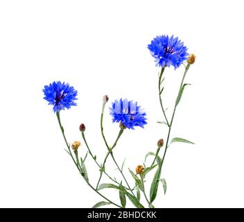 Ein Strauß Kornblumenblume. Blauer Kornblume Kraut oder Junggesellenbnopfblumenstrauß isoliert auf weißem Hintergrund. Makrobild von Kornblumen. Stockfoto