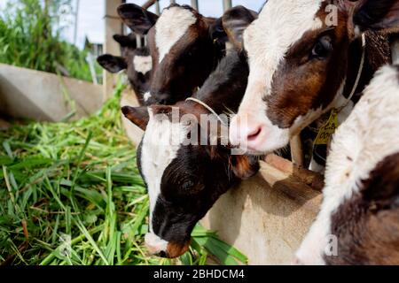 Die Milchkühe in der lokalen Thai Farm mit schmutzigen Kuh-Dunk Stockfoto