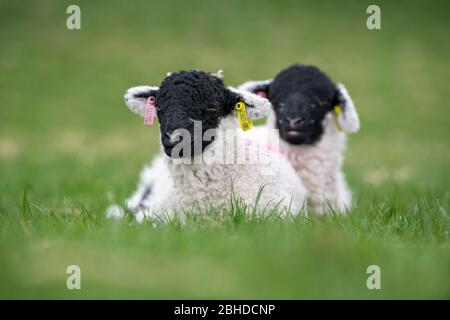 Junge swaledale Lämmer, mit Ohrmarken in, im Frühjahr auf dem Feld sitzen. North Yorkshire, Großbritannien. Stockfoto