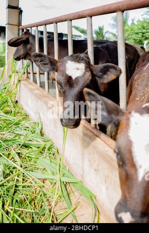 Die Milchkühe in der lokalen Thai Farm mit schmutzigen Kuh-Dunk Stockfoto